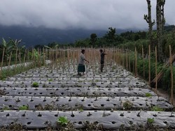 Sempat Diguyur Hujan Abu Merapi, Warga Boyolali Sudah Beraktivitas Normal