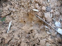 Harimau Mangsa Ternak, Warga di Bengkulu Diminta Waspada