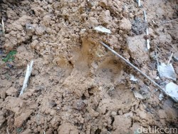 Harimau Mangsa Ternak, Warga di Bengkulu Diminta Waspada