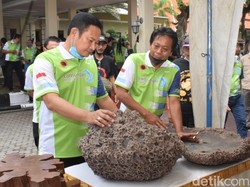 Bukan Hanya Sekadar Hobi, Bonsai Bisa Jadi Ajang Cari Cuan hingga Kawan