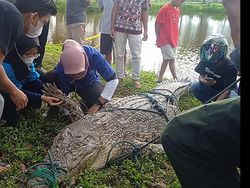 Buaya 300 Kg yang Ditangkap di Bengkulu Mati, Diduga Akibat Mata Pancing
