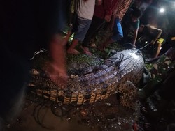 Buaya 300 Kg Ditangkap Usai Terkam Warga di Bengkulu