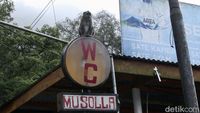 Bukan Healing, Ini yang Dicari Monyet Ekor Panjang Saat ke Puncak