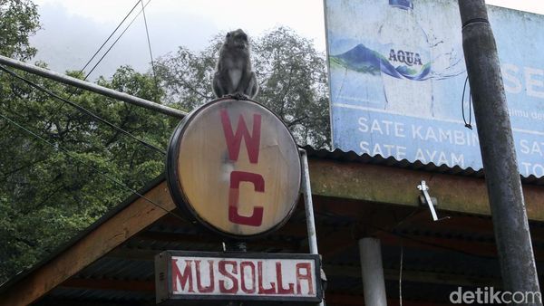 Bukan Healing, Ini yang Dicari Monyet Ekor Panjang Saat ke Puncak