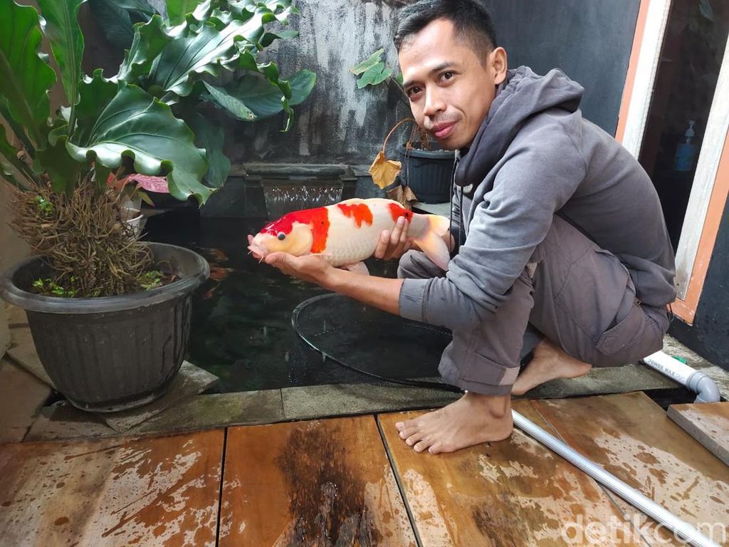 Cerita Warga Majalengka Keluar Kerja dari Bank Gegara Ikan Koi