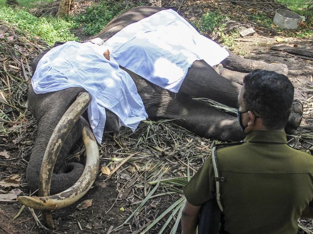 Gajah Paling Suci Mati, Sri Lanka Berduka