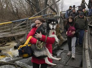 Hewan Peliharaan Ikut Ngungsi Gegara Perang Rusia-Ukraina