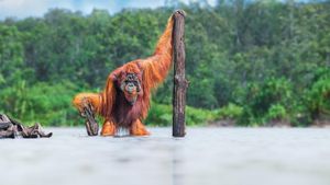 Orang Utan hingga Semut Jadi Foto Jawara World Nature Photography Awards