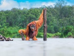 Orang Utan hingga Semut Jadi Foto Jawara World Nature Photography Awards