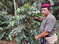 Babeh Idin Hijaukan Bantaran Kali Pesanggrahan, Awalnya Dianggap Gila