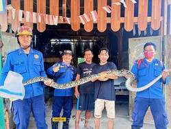 Diduga Sering Mangsa Unggas, Ular 4 Meter di Bogor Dievakuasi Damkar