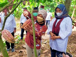 Festival Cokelat Glenmore, Angkat Potensi Cokelat Terbaik Dunia di Banyuwangi