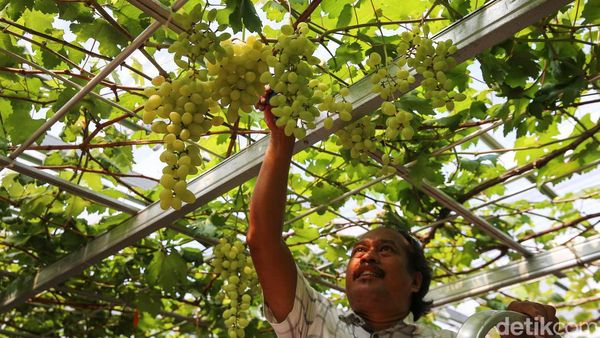 Komunitas KAT Sulap Lahan Kosong Jadi Kebun Anggur