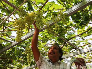 Komunitas KAT Sulap Lahan Kosong Jadi Kebun Anggur