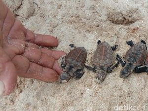 Penyu Terancam Punah, Karimunjawa Lepas Puluhan Ekor Tukik Penyu Terancam Punah, Karimunjawa Lepas Puluhan Ekor Tukik