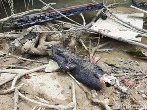 BKSDA Telusuri Buaya-Ular Ikut Mati Saat Kebakaran 7 Kios di Kendari BKSDA Telusuri Buaya-Ular Ikut Mati Saat Kebakaran 7 Kios di Kendari