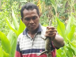 Seekor Anak Buaya Muara Ditangkap Warga Kediri di Sungai