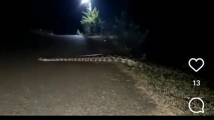 Viral video ular di sendang keramat disebut-sebut di Bojonegoro