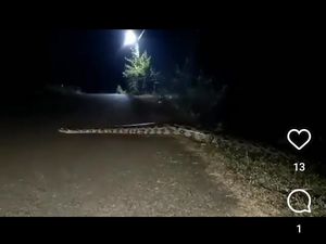 Lokasi Viral Mistis Ular Besar Menyeberang Jalan di Bojonegoro Masih Misteri Lokasi Viral Mistis Ular Besar Menyeberang Jalan di Bojonegoro Masih Misteri
