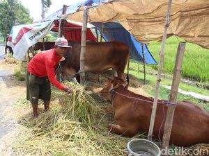 Cerita Korban Banjir di Jombang Terpaksa Tidur Bersama Sapi di Tepi Jalan