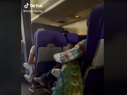 Bikin Heboh, Penumpang Ajak Burung Merak Naik Pesawat