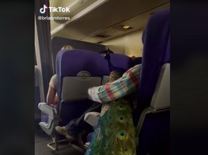 Bikin Heboh, Penumpang Ajak Burung Merak Naik Pesawat Bikin Heboh, Penumpang Ajak Burung Merak Naik Pesawat
