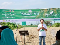 Strategi Biar Peternak dan Petani Jagung Sama-sama Untung