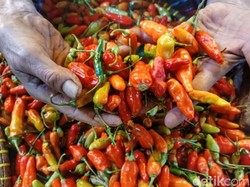 Catat! Harga Cabai Rawit dan Merah Turun Drastis Jelang Lebaran