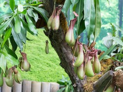 4 Tanaman Endemik Indonesia, Ada di Sekitarmu?