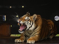 Langkah Desa Cipeundeuy Sikapi Temuan Diduga Harimau Jawa