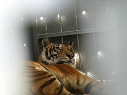 Kronologi Pekerja Akasia Duel dengan Harimau di Pelalawan