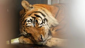 Kisah Harimau Sirkus yang 15 Tahun Hidup dalam Gerbong Kereta