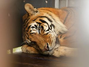 Kisah Harimau Sirkus yang 15 Tahun Hidup dalam Gerbong Kereta Kisah Harimau Sirkus yang 15 Tahun Hidup dalam Gerbong Kereta