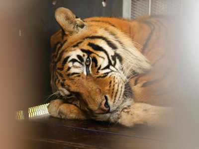 Kisah Harimau Sirkus yang 15 Tahun Hidup dalam Gerbong Kereta