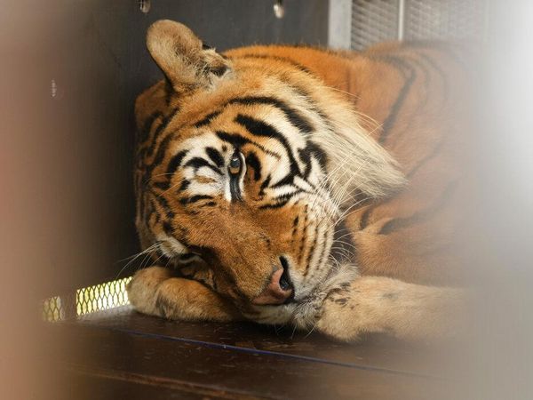 Kisah Harimau Sirkus yang 15 Tahun Hidup dalam Gerbong Kereta