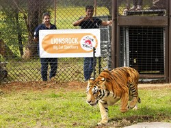 Warga Aceh Selatan Diserang Harimau Saat Panen Cabai