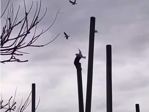 Sadis! Monyet Siksa Burung Camar di Depan Wisatawan Kebun Binatang