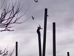 Sadis! Monyet Siksa Burung Camar di Depan Wisatawan Kebun Binatang