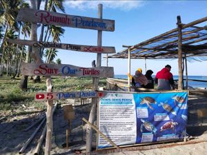 Marak Pencurian Telur Penyu di Pinrang, Pemerintah Diminta Tak Tutup Mata Marak Pencurian Telur Penyu di Pinrang, Pemerintah Diminta Tak Tutup Mata