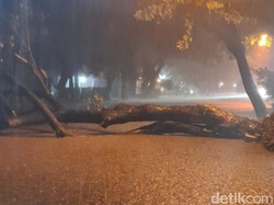 Pohon Asam Tumbang Tutup Jalan Raya Pasuruan-Purwosari