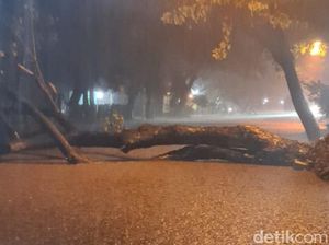 Pohon Asam Tumbang Tutup Jalan Raya Pasuruan-Purwosari Pohon Asam Tumbang Tutup Jalan Raya Pasuruan-Purwosari