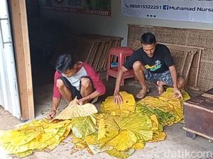 Warga Blitar Ini Raup Puluhan Juta Gegara Manfaatkan Daun Talas