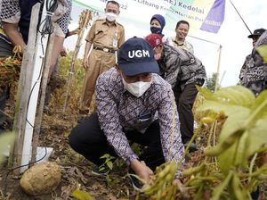 UGM Kembangkan Smart Agricultural Kedelai di Bantul, Ini Hasilnya UGM Kembangkan Smart Agricultural Kedelai di Bantul, Ini Hasilnya