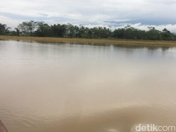 91 Hektare Sawah di Purbalingga Kebanjiran