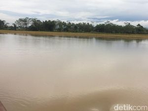 91 Hektare Sawah di Purbalingga Kebanjiran 91 Hektare Sawah di Purbalingga Kebanjiran