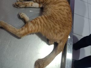 Diduga Jadi Objek Latihan Tawuran, Kucing di Makassar Dibusur Panah OTK