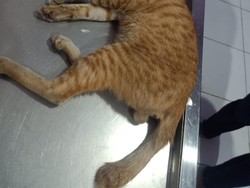 Diduga Jadi Objek Latihan Tawuran, Kucing di Makassar Dibusur Panah OTK