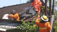 Gegara Sarang Tawon, Petugas Damkar Sampai Turun Tangan