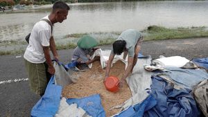 Petani Banyumas Gagal Panen Gegara Banjir