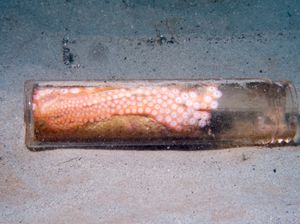 Miris! Gurita Jadikan Botol Sampah Sebagai Rumah di Lautan